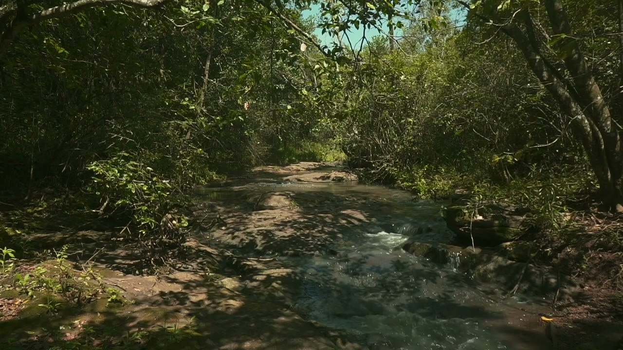 Healing Forest Stream and Bird Sounds #Relaxation#Meditation#Healing