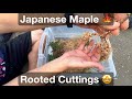 Propagating japanese maples from cuttings results are in