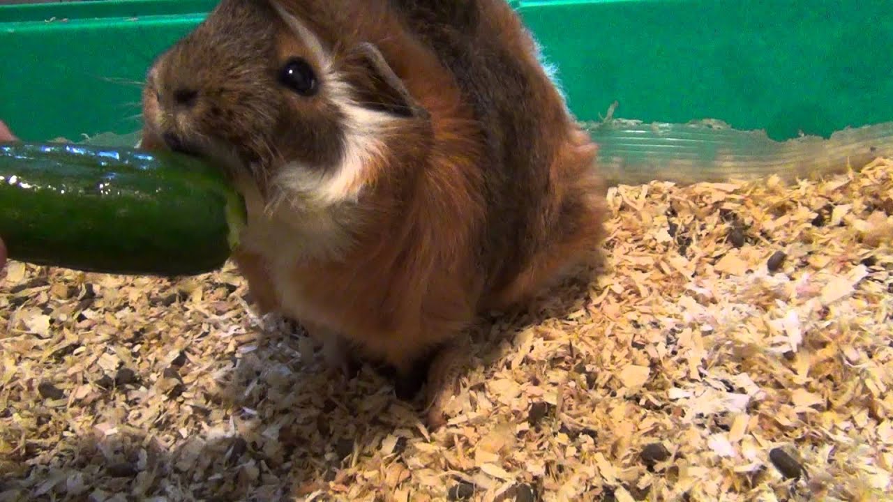 My Guinea Pig Eating Cucumber YouTube