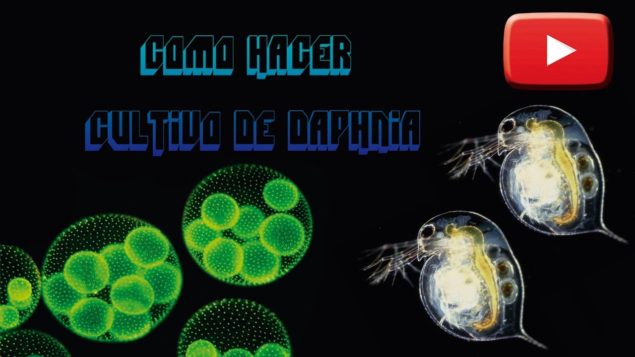 CÓMO CRIAR Y MANENER DAPHNIA O PULGA DE AGUA// CAUDATAKEEPER
