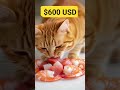 Shrimp 🦐#cat #kitten #funny #viral #ai