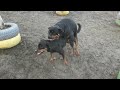 MATING ROTTWEILER   |   MONTA ROTTWEILER