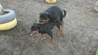 MATING ROTTWEILER   |   MONTA ROTTWEILER