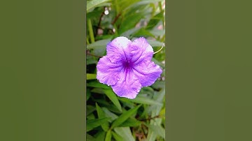 Kencana Ungu(Ruellia simplex) tanaman hias yang tangguh#KencanaUngu #TanamanHias #BungaUngu
