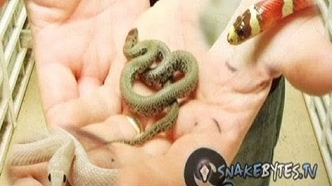Snake Bytes TV - Bad A$$ Snakes : SnakeBytesTV
