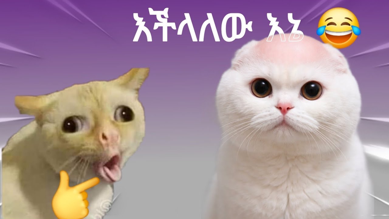 Cat's Core | Funny Videos 😂 | የ ድመቶች ኮር