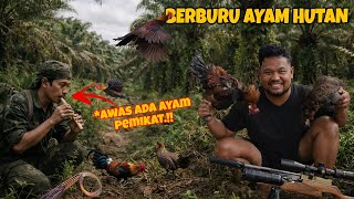 TEMBAK AYAM PEMIKAT ⁉️ NEKAT MASUK LOKASI PEMIKAT AYAM HUTAN‼️