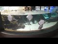 Tropen Aquarium, Hagenbeck  Hamburg - тропски акваријум, Хагенбек,  Хамбург  2023-09