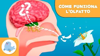 Come funziona l'olfatto? - I sensi per bambini