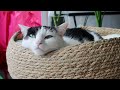 1 Hour of Pure Peace 💤 Sleeping Cat & Chill Vibe