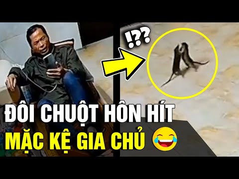 Video Khoảnh khắc 1 cặp chuột 'CHỌC GHẸO' nhau như chốn... - youtube