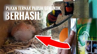 INI DIA MAKANAN BURUNG NURI PELANGI AGAR CEPAT BIRAHI DAN BERTELUR || BUKAN SEKEDAR HOBI