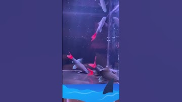 Cá hắc xá - loài cá thuỷ sinh có thân hình trông như 1 chú cá mập #thaihoaaquarium #thuysinh