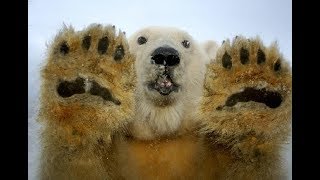 Семейство  белых медведей на прогулке