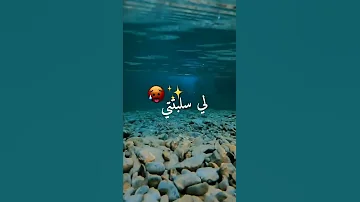 Cheb Adjel ساكنة بلعباس قولولها تجي 