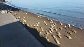 🦆 Running ducks at Lovina beach | Bali, Indonesia 🏖