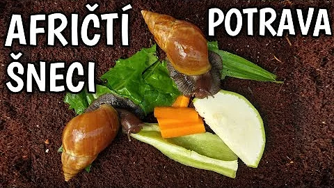Jaké kuchyně se liší v Africe?