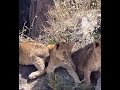 Beautiful lion family 😊 #wildlife #wildlifeentertainment #safari #lion #lions #shorts #music