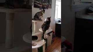 Sibling Rivalry or Play Fight? One-Eyed Cats Miso &amp; Mocchi Throw Punches on the Cat Tower! #cat
