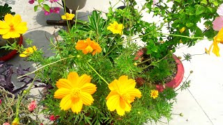 मेरी मेहनत के फूल बिना किसी की मदद के मेरी बगिया मे /Organic flowers in my garden without any help