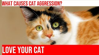 How to Handle Cat Aggression: Causes & Solutions by Meow-sical America 75 views 5 months ago 6 minutes, 4 seconds