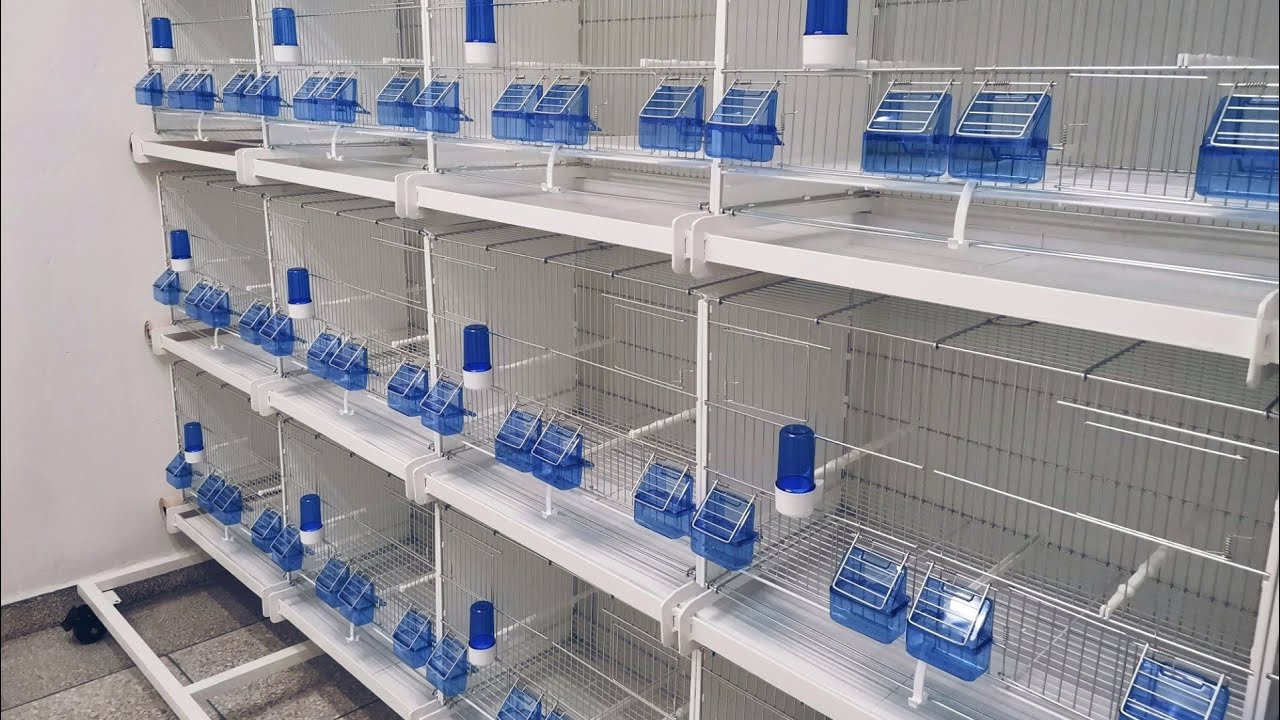 الشكل النهائي.... 🙄 للغرفة الطيور 🦜 بعد تركيب الأقفاص 2GR إيطاليا 🇮🇹