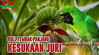 Masteran Cucak Ijo Kesukaan Juri | Cucak Ijo Roll Tembak Panjang