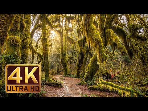 4K (Ultra HD) Дождевой лес Хох (Hoh Rain Forest ) Релакс видео о природе
