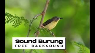 Suara burung di pagi hari, free backsound