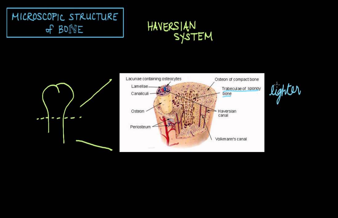 Microscopic Structure of Bone - the Haversian System - YouTube