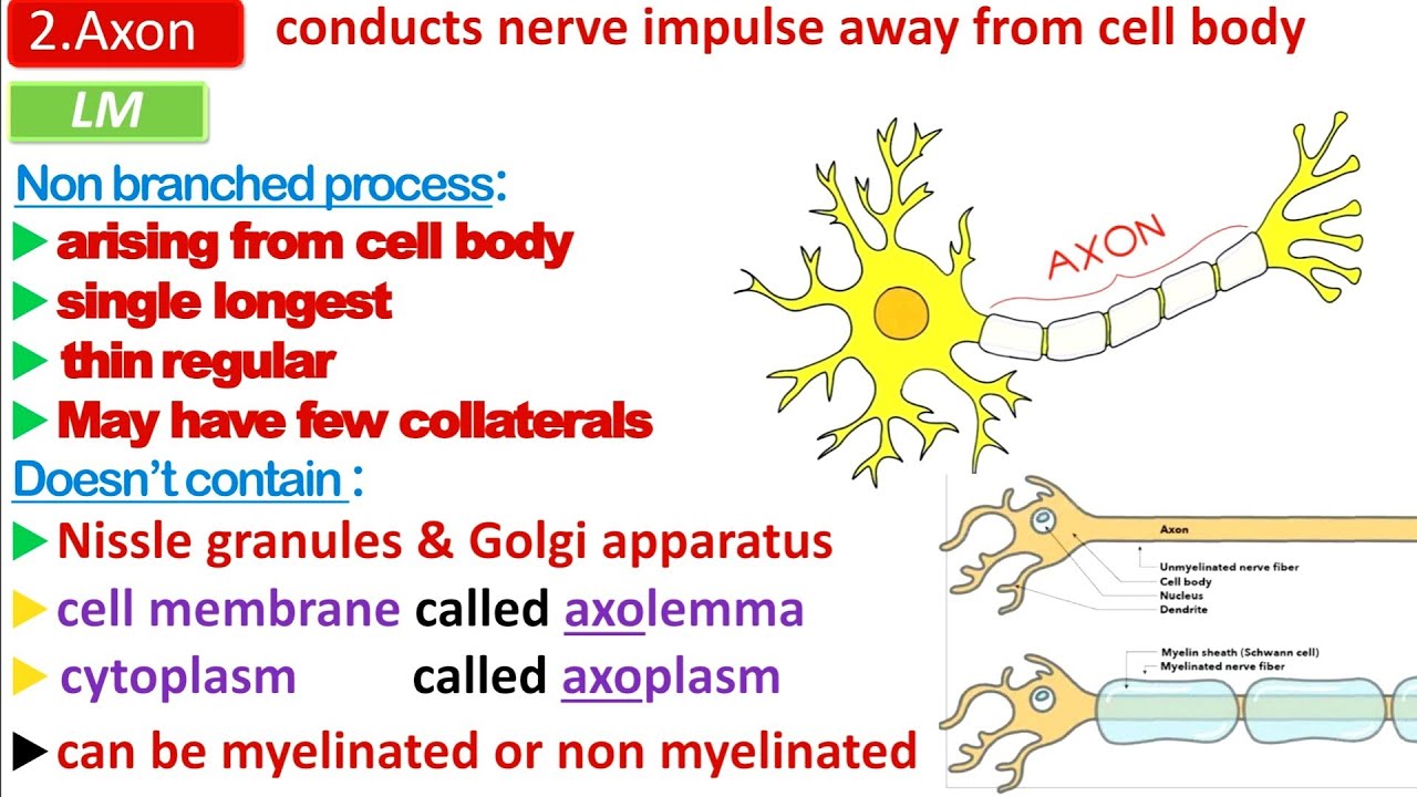 Nervous tissue -1 | histology | د.عبدالوهاب