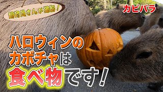 カピバラとハロウィンを祝ってみた🎃