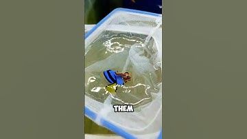 Can Nemo & Dory Really Be Friends? 🤯#shorts