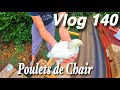 On recommence 40 poussins et 2  vlog 140