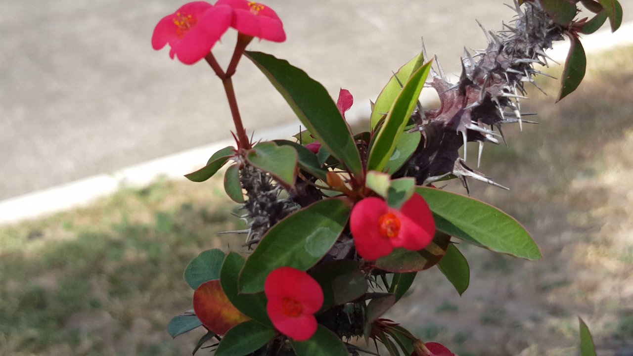 Galaxy S8 4K Video Samples!