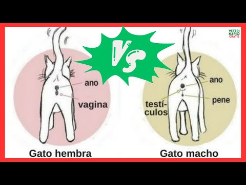 ✅ ¿COMO SABER SI UN GATO ES MACHO O HEMBRA? ✅ hqdefault
