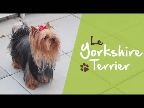 Vidéo: Combien Doit Peser Un Yorkshire Terrier à 6 Mois