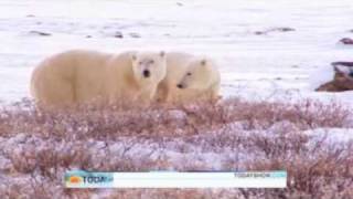 NBC's segment of polar bears in Churchill, Canada