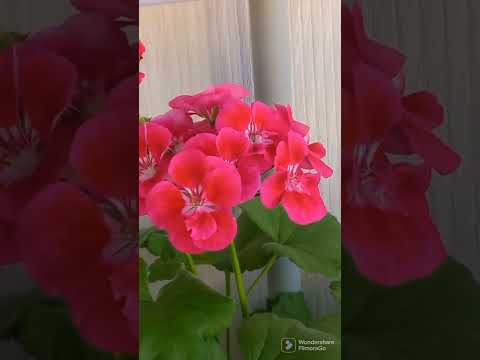 мои герани