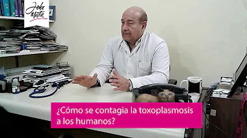 ¿Cómo sé si he contraído toxoplasmosis?