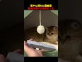 夜中に現れた猫幽霊、最後は猫が大迷惑だった！#shorts #動物 #ペット