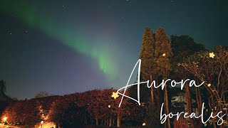 First Northern Lights Experience | Aurora Borealis in Bergen, Norway | John Wick The Chow 's Hooman