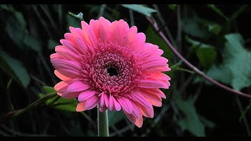 Panasonic Lumix GH4 4K Test Shots - Flowers and Time Lapses