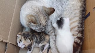 Cute cat and kittens / He cleaned them by licking them / animal asmr