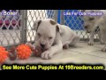 Boxer, Puppies For Sale, In, Bellevue, Washington, WA, Yakima, Kitsap, Thurston, Clark, Spokane, Sno Boxer, Puppies For Sale, In, Bellevue, Washington, WA, Yakima, Kitsap, Thurston, Clark, Spokane, Sno