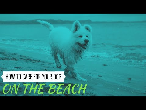 समुद्र तट पर अपने कुत्ते की देखभाल कैस...