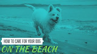 Cómo cuidar a tu perro en la playa-playa amigable para perros-playas amigables para perros screenshot 1