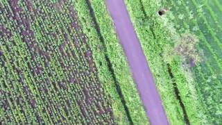 Agriculture  farming  Arial Shoot