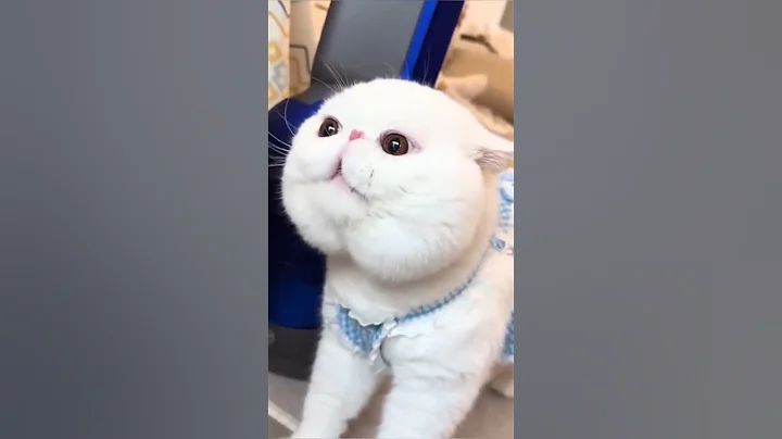 Video 10000501: funniest hilarious cat dog, hilarious cat sounds, dogs talking