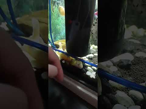 Видео: Не совершайте нашей ошибки❗️❗️❗️ #аквариум#барбусы#золотые рыбки#вражда рыбок